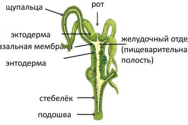 Kraken ссылка tor