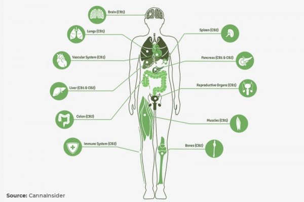 Кракен это современный даркнет маркетплейс